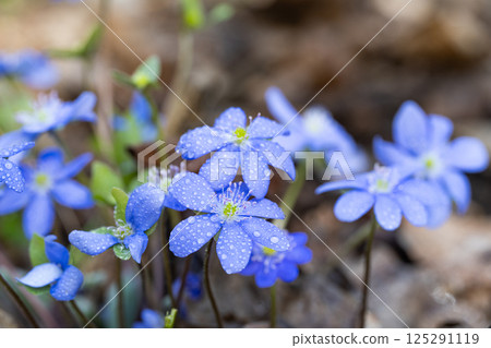 beautiful spring flowers Hepatica nobilis 125291119