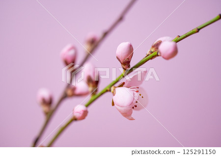 blossoming sakura branch blossoming sakura branch 125291150