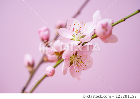 blossoming sakura branch blossoming sakura branch 125291152