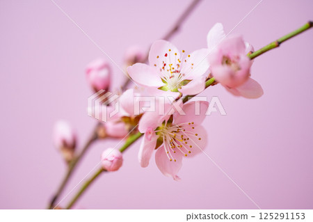 blossoming sakura branch blossoming sakura branch 125291153