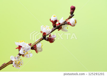 branch with apricot flowers 125291201