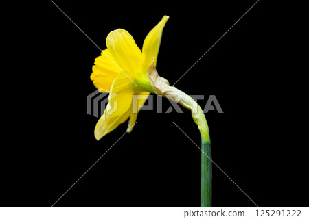 yellow daffodil yellow daffodil 125291222