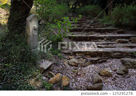 浪漫的茨城(櫻花飄舞,雨引觀音寺的參道變成花路。)櫻川市雨引山洛寶寺 浪漫的茨城(櫻花飄舞,雨引觀音寺的參道變成花路。)櫻川市雨引山洛寶寺 125291278