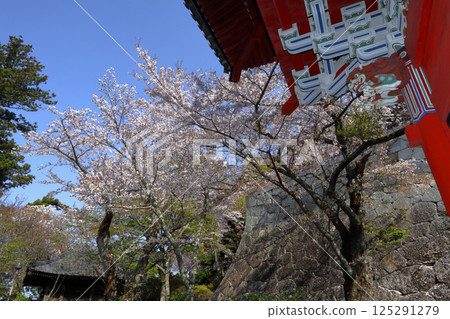 Romantic Ibaraki (Amabikiyama Yakuhoji Temple, cherry blossoms covering the blue sky from the top of the Niomon Gate. The sunlight is pleasant.) Sakuragawa City, Amabiki Kannon Temple 125291279