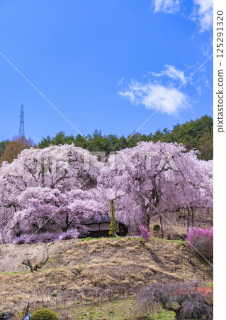 Katsuma Yakushido with weeping cherry blossoms in full bloom 125291320