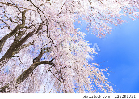 Katsuma Yakushido with weeping cherry blossoms in full bloom Katsuma Yakushido with weeping cherry blossoms in full bloom 125291331