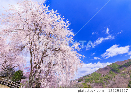 Katsuma Yakushido with weeping cherry blossoms in full bloom 125291337