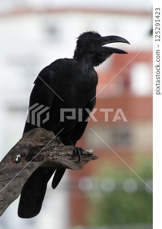 A jungle crow moulting (Kita-ku, Tokyo) 125291423