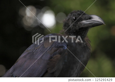 A jungle crow moulting (Kita-ku, Tokyo) 125291429