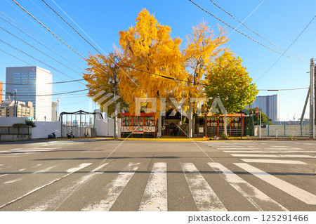 Crosswalk Scene Featuring Autumn Trees and Vibrant Cityscape, Tokyo Dec 7 2024 125291466