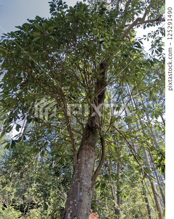 Auspicious item: Giant Yuzuriha tree of the Yuzuriha family Auspicious item: Giant Yuzuriha tree of the Yuzuriha family 125291490