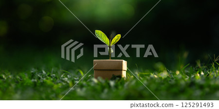 Trees Growing on a Box, Environmental Sustainability and Earth Day Trees Growing on a Box, Environmental Sustainability and Earth Day 125291493