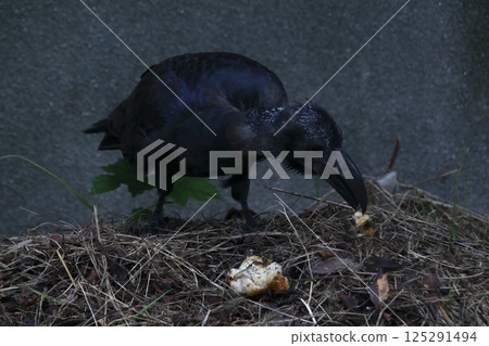 一隻叢林烏鴉在覓食時換毛（東京都北區） 125291494