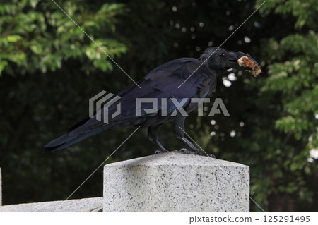 一隻叢林烏鴉在覓食時換毛（東京都北區） 125291495