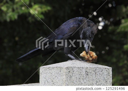 一隻叢林烏鴉在覓食時換毛(東京都北區) 一隻叢林烏鴉在覓食時換毛(東京都北區) 125291496