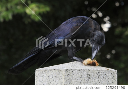 A jungle crow molting while securing food (Kita-ku, Tokyo) 125291498