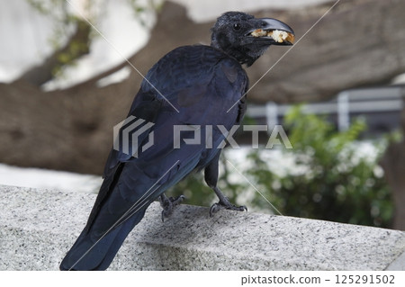 一隻叢林烏鴉在覓食時換毛(東京都北區) 一隻叢林烏鴉在覓食時換毛(東京都北區) 125291502