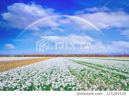 A train passes by blooming fields in the Netherlands. Beautiful tulip fields in spring 125291529