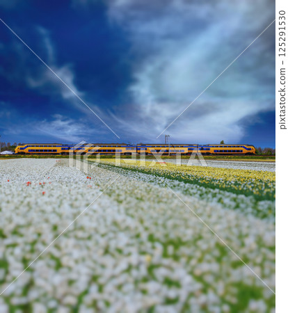 A train passes by blooming fields in the Netherlands. Beautiful tulip fields in spring 125291530