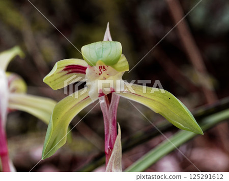 Blooming of the wild orchid, the orchid family 125291612