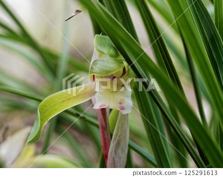 Blooming of the wild orchid, the orchid family 125291613