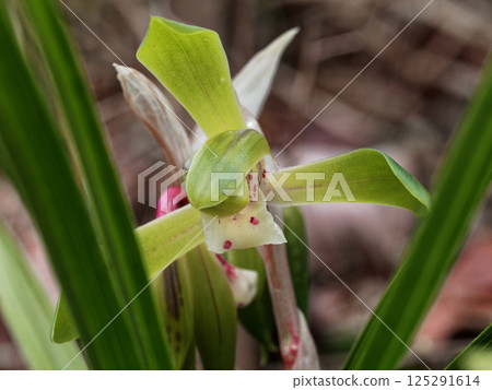 野生蘭花、蕙蘭盛開 野生蘭花、蕙蘭盛開 125291614