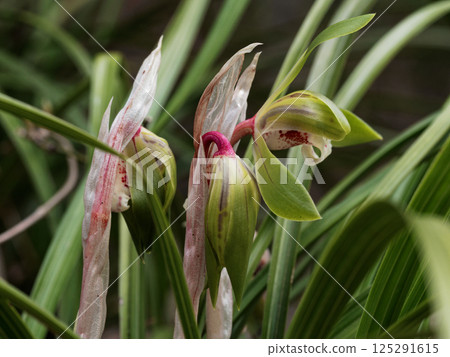 野生蘭花、蕙蘭盛開 野生蘭花、蕙蘭盛開 125291615