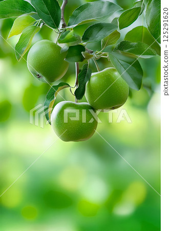 Close-up of apple tree branch with three green apples against blurry background. Bokeh effect 125291620