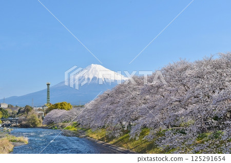 靜岡縣櫻花盛開的龍岩渓瀑布 125291654