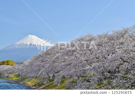 Ryuganbuchi Falls with cherry blossoms in full bloom, Shizuoka 125291655