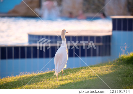 White cattle egret wild bird, also known as Bubulcus ibis walking on green lawn in summer White cattle egret wild bird, also known as Bubulcus ibis walking on green lawn in summer 125291754