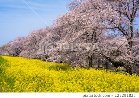 Kumagaya Sakura Tsutsumi, a famous cherry blossom spot in Saitama Prefecture 125291825