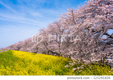 Kumagaya Sakura Tsutsumi, a famous cherry blossom spot in Saitama Prefecture 125291826