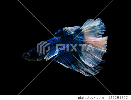Blue and white half moon Betta splendens fish (Siamese fighting fish) on black background Blue and white half moon Betta splendens fish (Siamese fighting fish) on black background 125291832