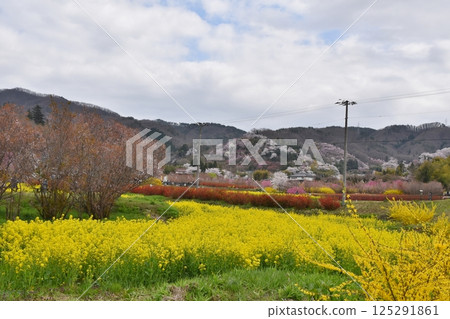 福島花見山櫻花盛開 福島花見山櫻花盛開 125291861