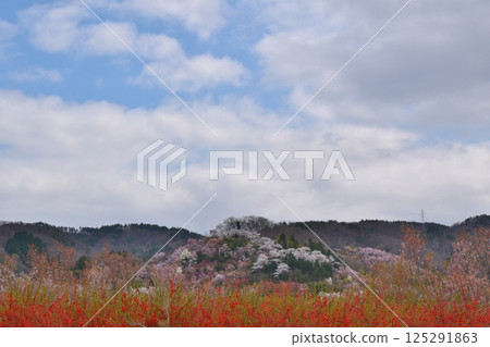 Cherry blossoms in full bloom on Hanamiyama in Fukushima 125291863