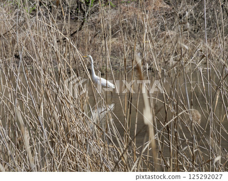 Great Egret foraging in the wetlands upstream of the Yata River Great Egret foraging in the wetlands upstream of the Yata River 125292027