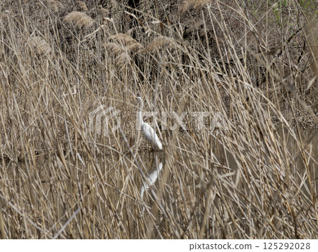 Great Egret foraging in the wetlands upstream of the Yata River Great Egret foraging in the wetlands upstream of the Yata River 125292028