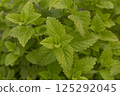 Lemon balm, common balm or balm mint. Melissa officinalis growing in the garden. It is a medicinal herb with vibrant green leaves. Top view background. 125292045
