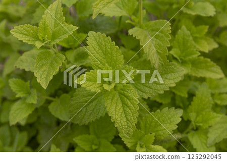 Lemon balm, common balm or balm mint. Melissa officinalis growing in the garden. It is a medicinal herb with vibrant green leaves. Top view background. Lemon balm, common balm or balm mint. Melissa officinalis growing in the garden. It is a medicinal herb with vibrant green leaves. Top view background. 125292045
