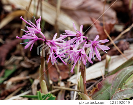 Native perennial plant Melanthiaceae Shoujobakama Native perennial plant Melanthiaceae Shoujobakama 125292049