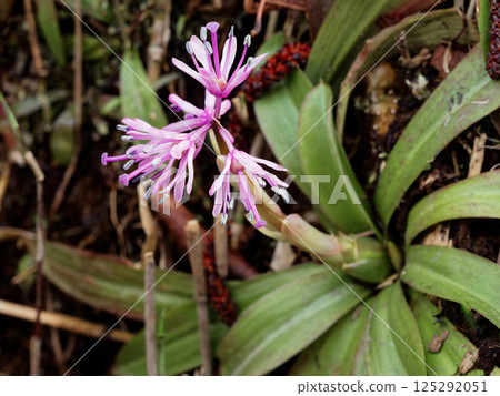Native perennial plant Melanthiaceae Shoujobakama 125292051