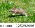 A Japanese field mouse running through the fields 125292096