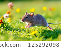 A Japanese field mouse running through a flowering field 125292098