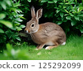 A Japanese hare hiding in the grass 125292099
