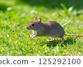 A Japanese field mouse running through the fields 125292100
