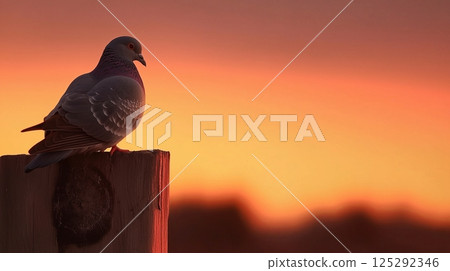 Majestic pigeon resting on a wooden beam 125292346