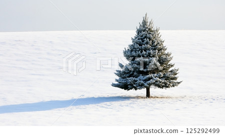 Small Frosty Pine Tree In Winter Snow 125292499