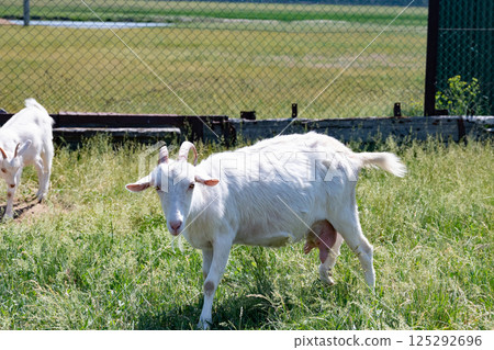 White goat grazing in a green pasture under bright sunlight on a warm summer day 125292696
