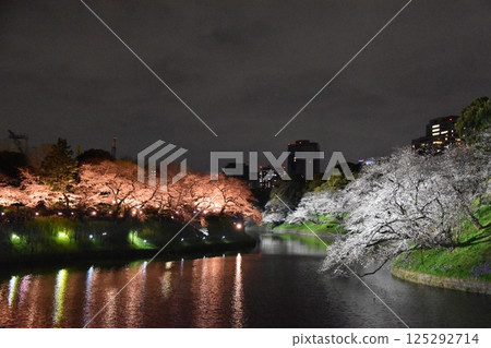 東京千鳥淵的夜櫻 125292714